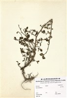 藏品(金午時花)的圖片